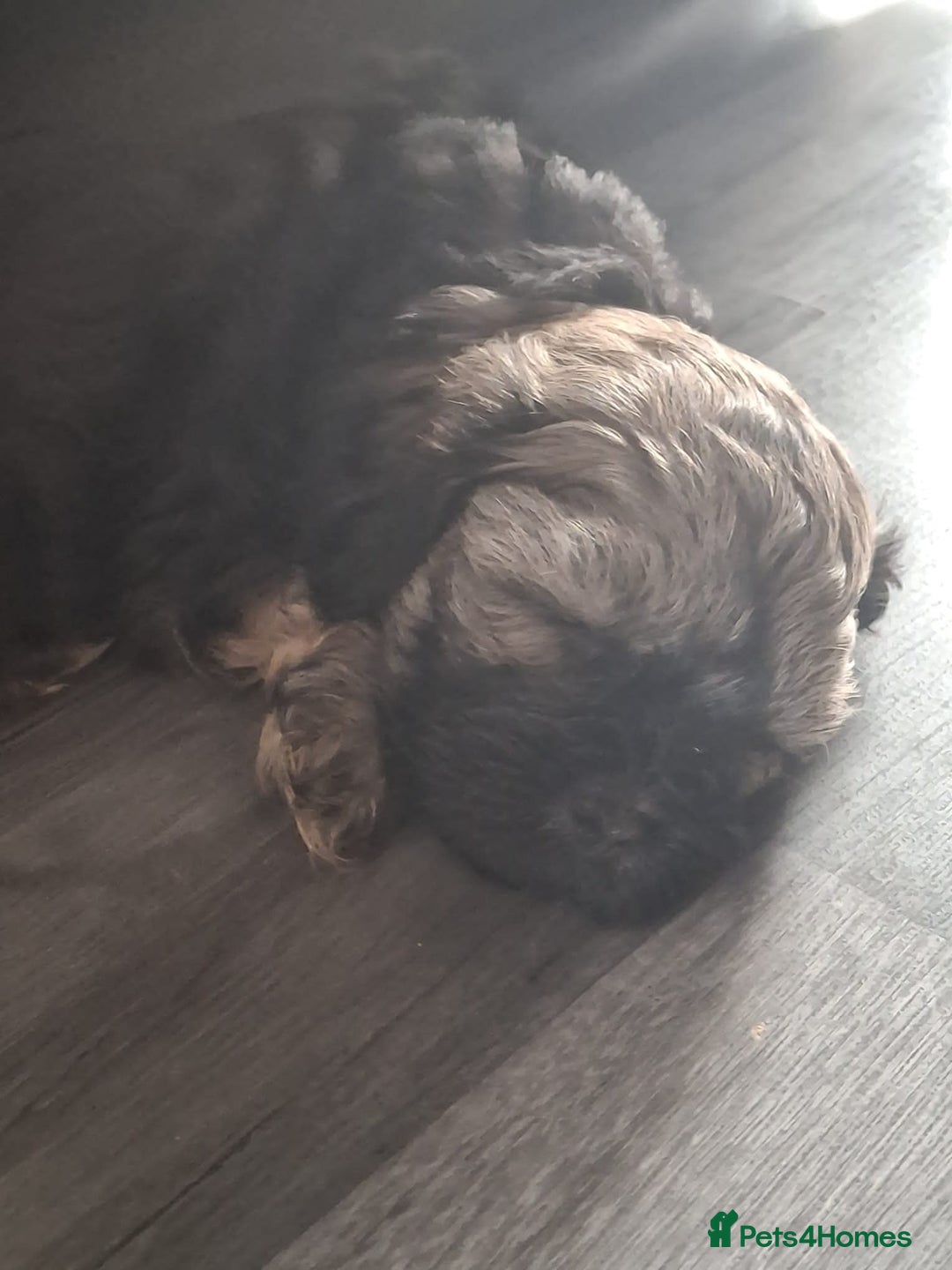 Shihpoo dogs for sale: Shih-poo on shih-poo Puppies  - Image 12