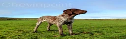 German Shorthaired Pointer dogs for stud: German Short Haired Pointer STUD - Advert 13