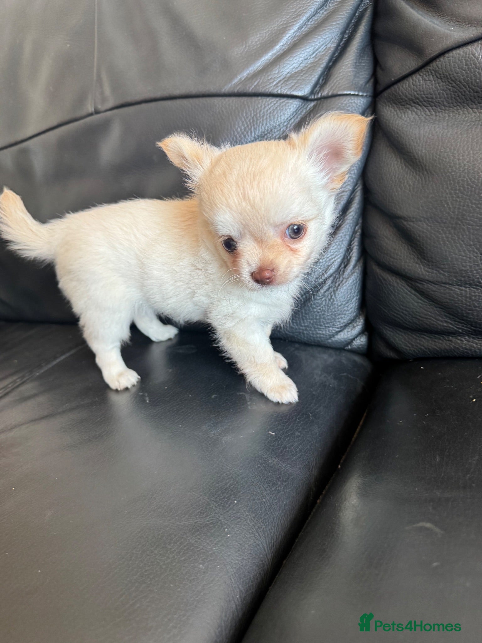 Chihuahua dogs Gorgeous Chihuahua boy puppy - Advert 12
