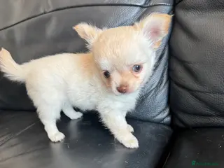 Chihuahua dogs Gorgeous Chihuahua boy puppy - Advert 12