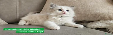 Ragdoll Kitten 5
