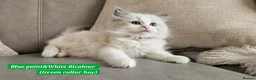 Ragdoll cats for sale: Stunning Ragdoll Kittens – Boys Only (TICA) - Advert 17