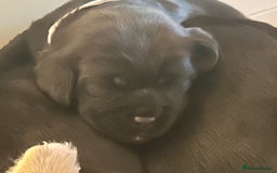 Cockerdor dogs for sale: Cockador Puppies for sale - Image 28