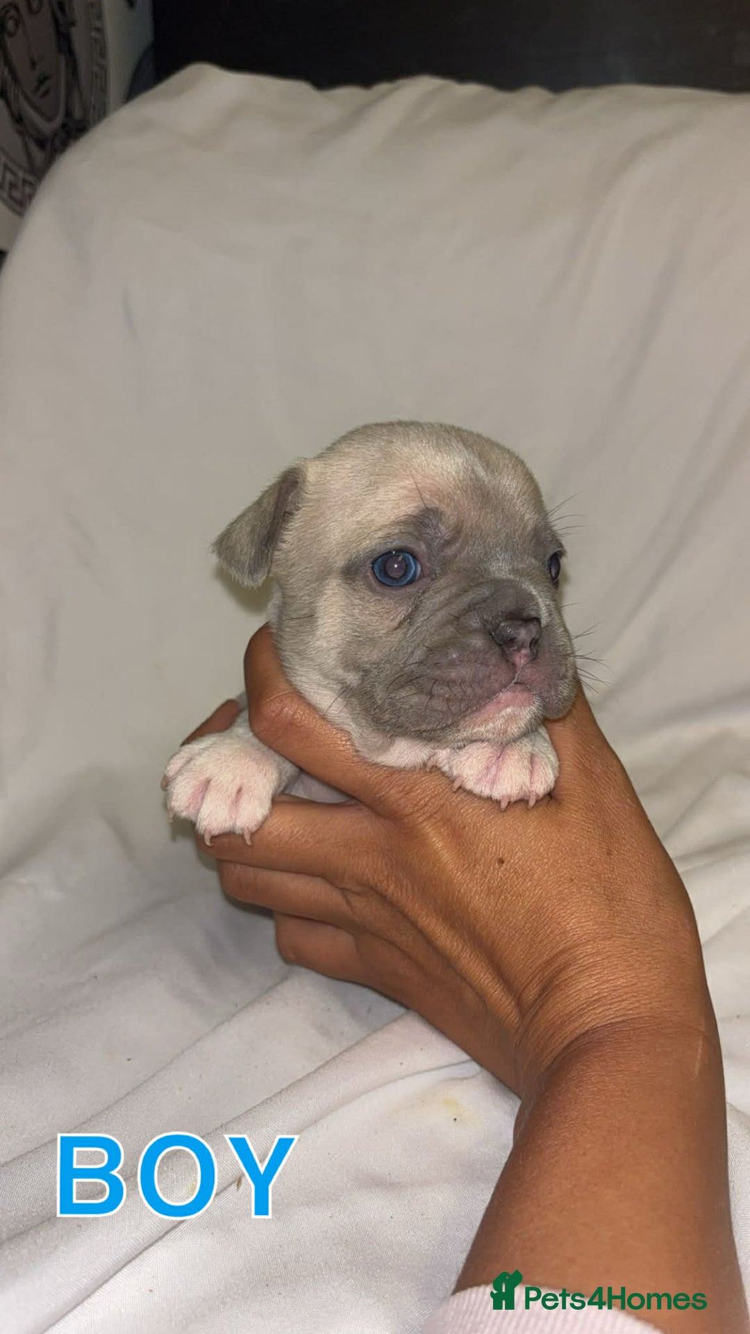 French Bulldog dogs for sale: French bullDog pups - Advert 4