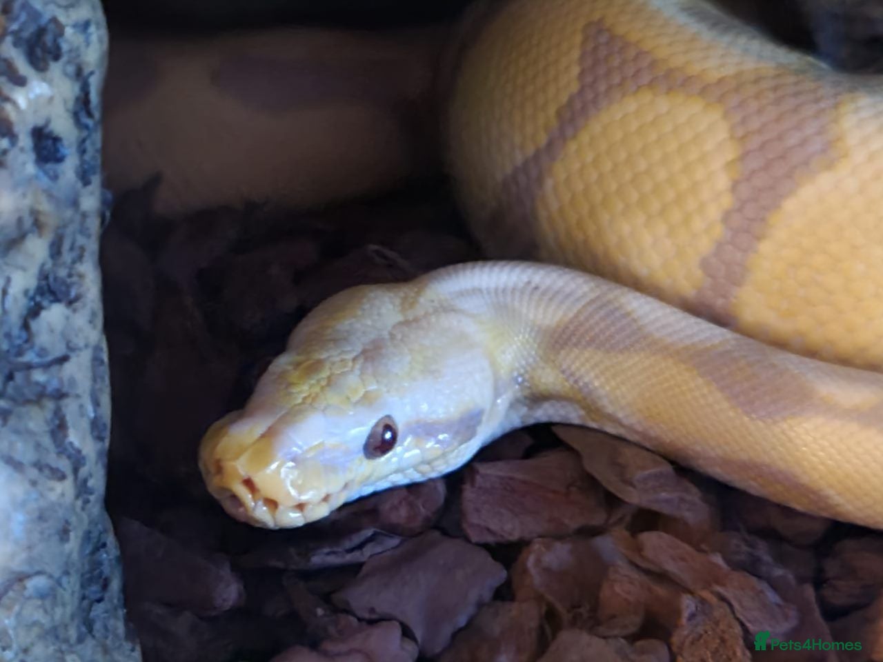 Snake reptiles Royal Pythons, Boa, Olive python Hoggies, Tortoise - Advert 1