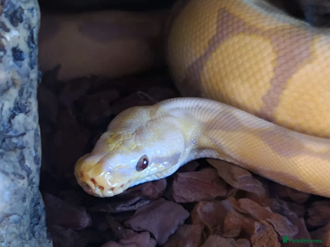 Snake reptiles for sale: Royal Pythons, Boa, Olive python Hoggies, Tortoise in Andover - Advert 1