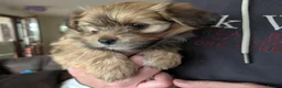 Havanese dogs for sale: KC Registered Havanese Boy  in Newtownards - Advert 2