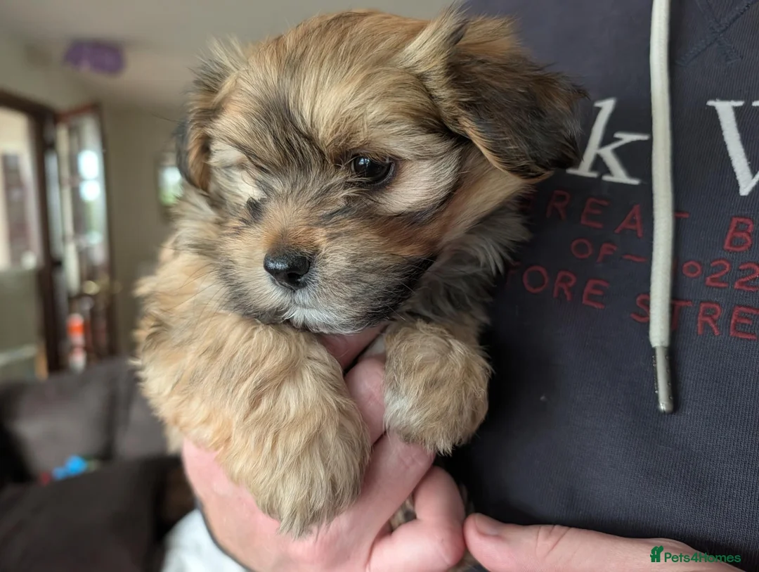 Havanese dogs for sale: KC Registered Havanese Boy  in Newtownards - Advert 2