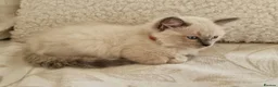 Ragdoll cats for sale: Adorable Ragdoll Kittens Looking For A New Home - Advert 22