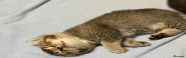 British Shorthair 3