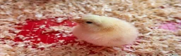 Chickens poultry for sale: Baby Chicks for sale!!  in Coventry - Advert 3