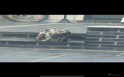 English Bulldog dogs for sale: Grey Merle male english bulldog puppy - Image 14