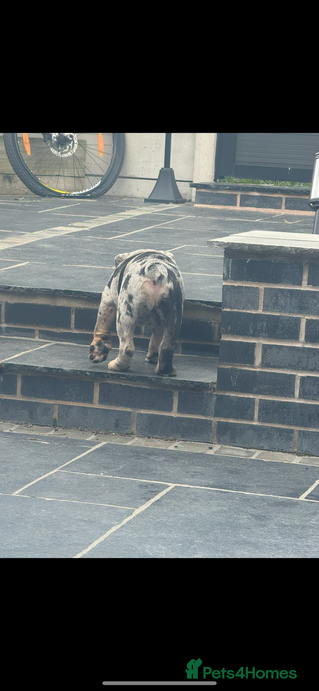 English Bulldog dogs for sale: Grey Merle male english bulldog puppy - Image 14