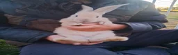 Continental Giant rabbits for sale: Continental giant rabbits  - Advert 6