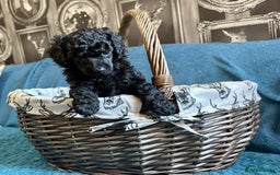 Miniature Poodle dogs for sale: Mini Poodles - Phantom - ready end of october - Image 2