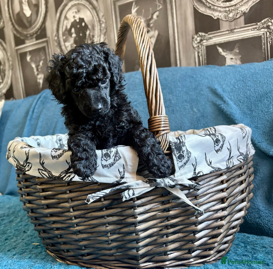 Miniature Poodle dogs for sale: Mini Poodles - Phantom - ready end of october - Image 2