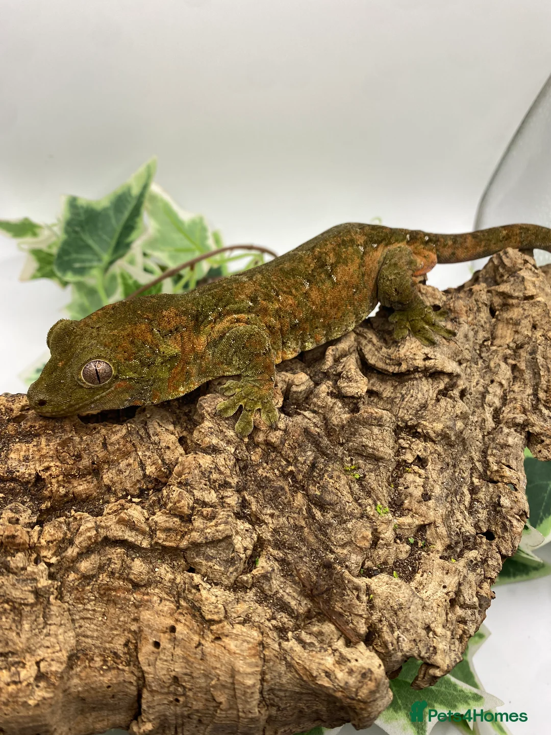 Gecko reptiles for sale: Mainland chahoua  - Advert 1