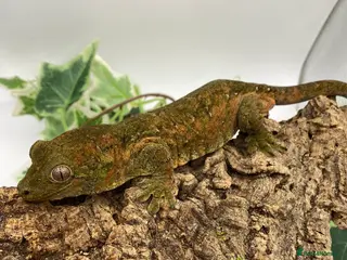 Gecko reptiles Mainland chahoua - Advert 20