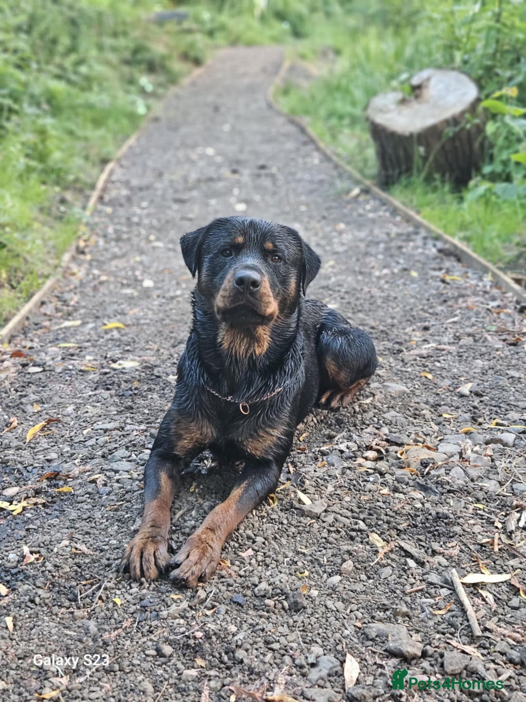 Rottweiler dogs for stud: Male rottweiler for stud. in Willenhall - Image 2