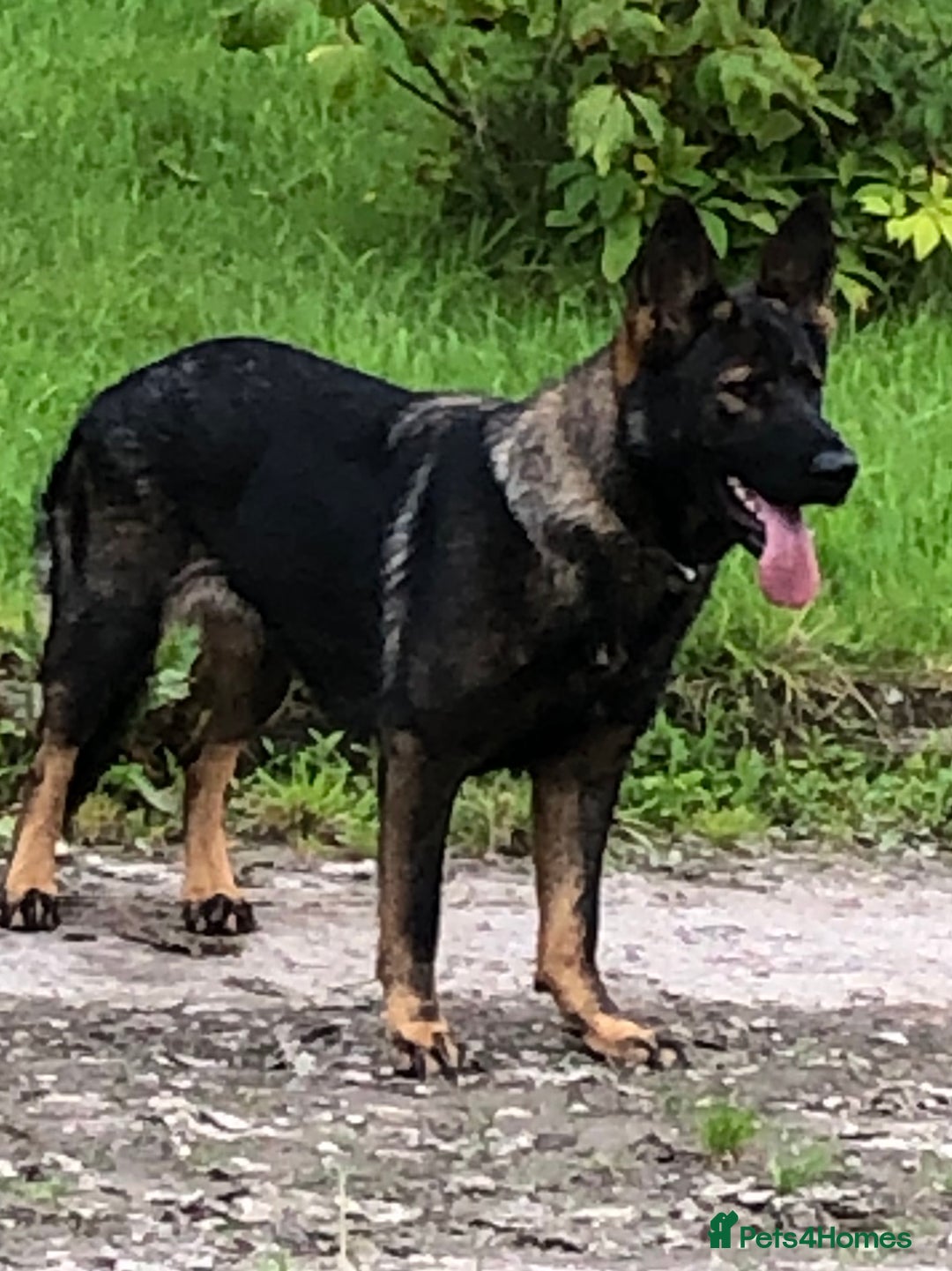 German Shepherd dogs for sale: Superb German Shepherd pups working lines - Image 5