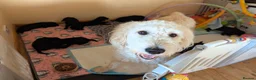 Goldendoodle dogs for sale: F1b Standard Goldendoodle Puppies blue/black - Advert 15