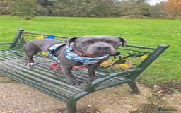 Mixed Breed dogs for sale: Cane corso  - Image 6