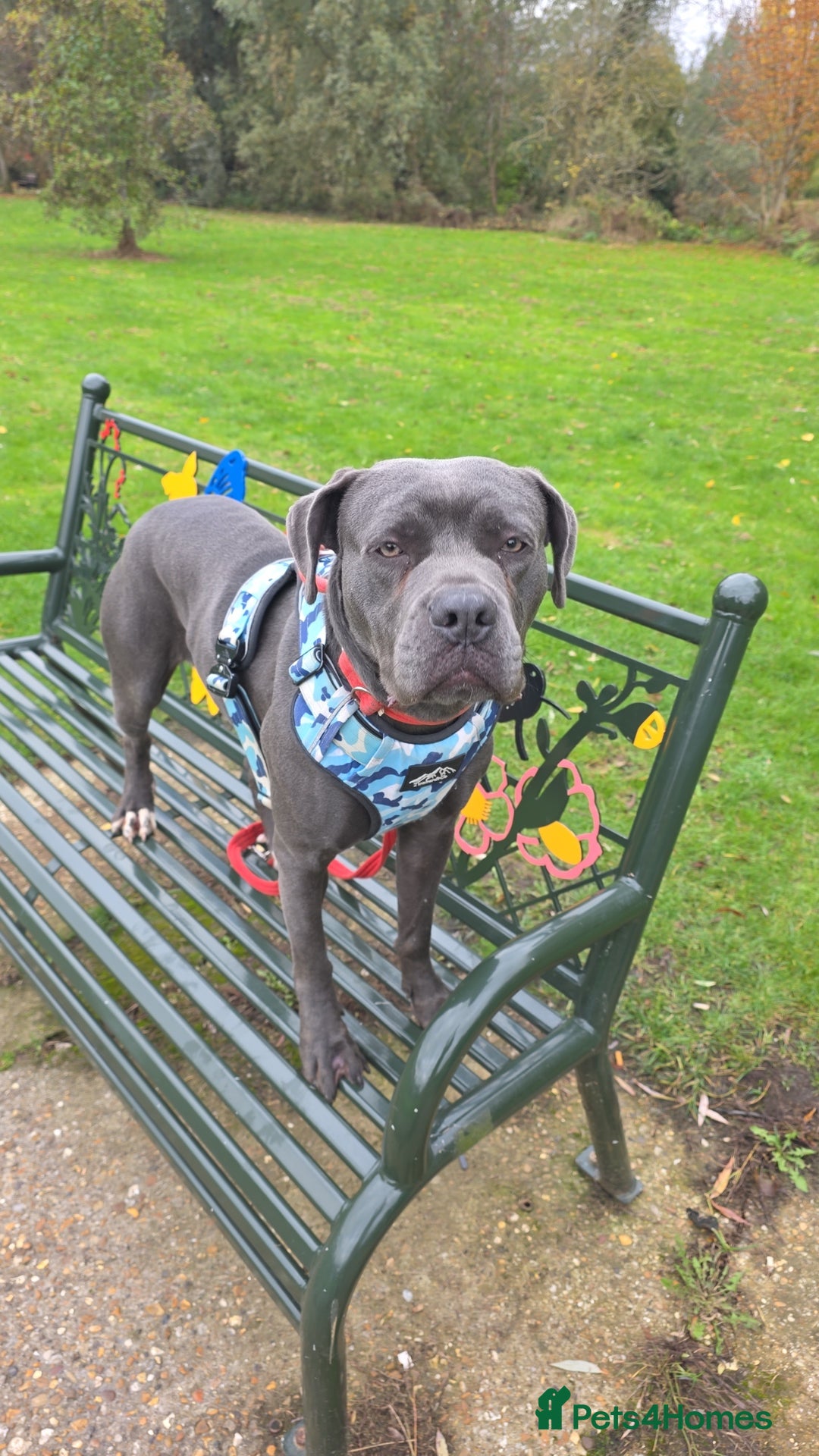 Mixed Breed dogs for sale: Cane corso  - Image 6