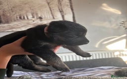 German Shepherd dogs for sale: German Shepherd puppies  - Image 14