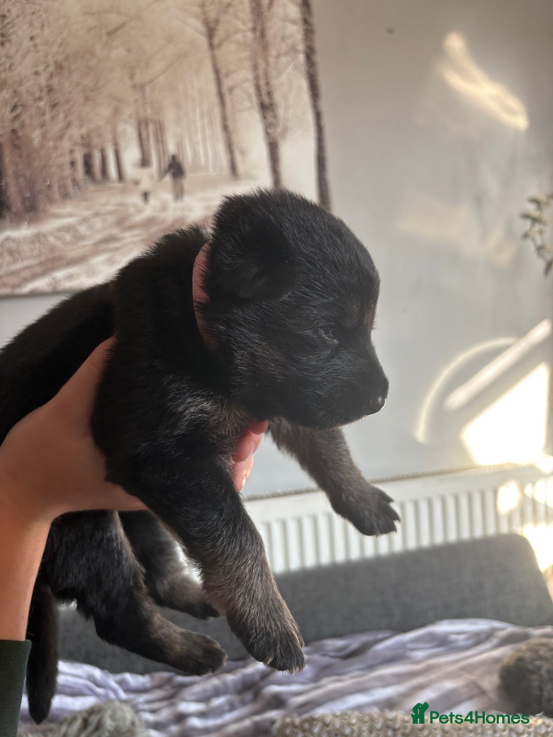 German Shepherd dogs for sale: German Shepherd puppies  - Image 14
