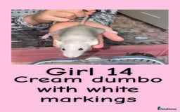 Rat rodents for sale: Beautiful baby rats looking for forever homes! - Advert 14