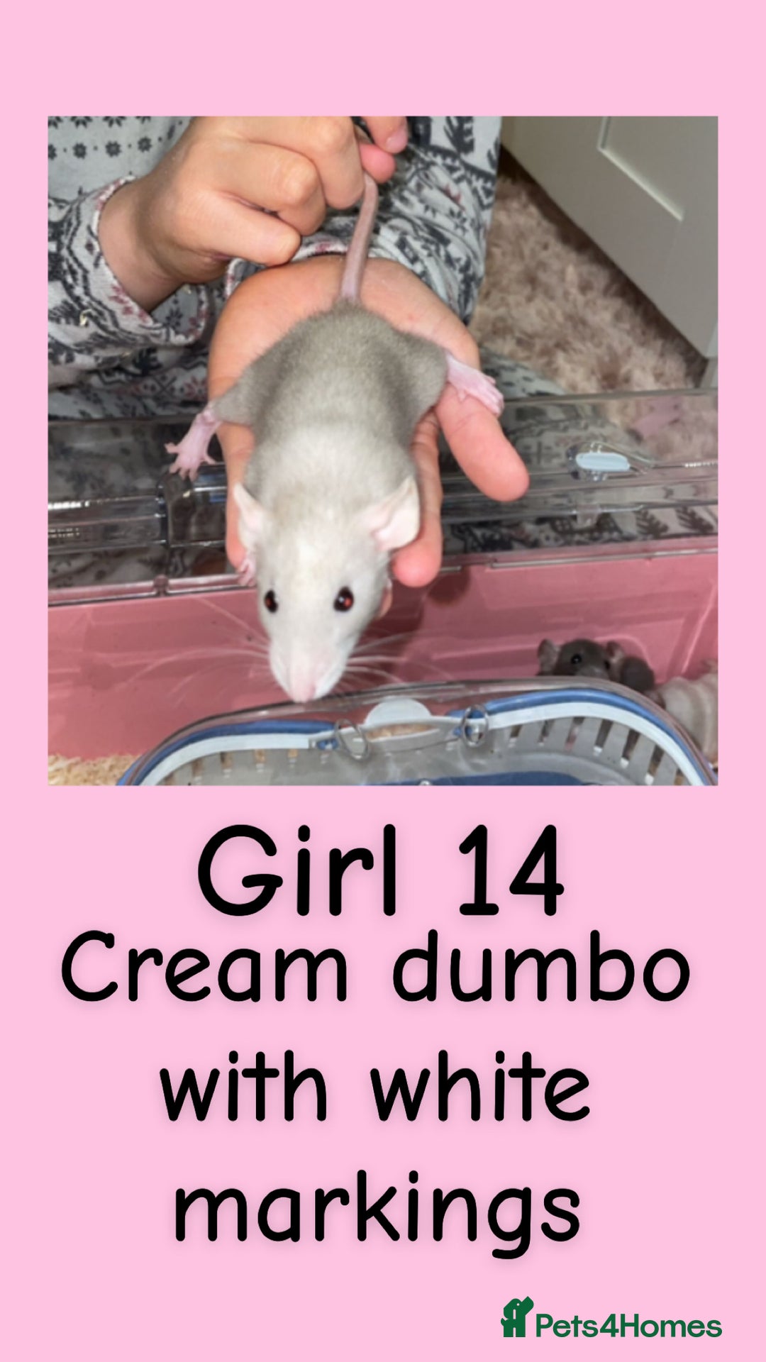 Rat rodents for sale: Beautiful baby rats looking for forever homes! - Advert 14