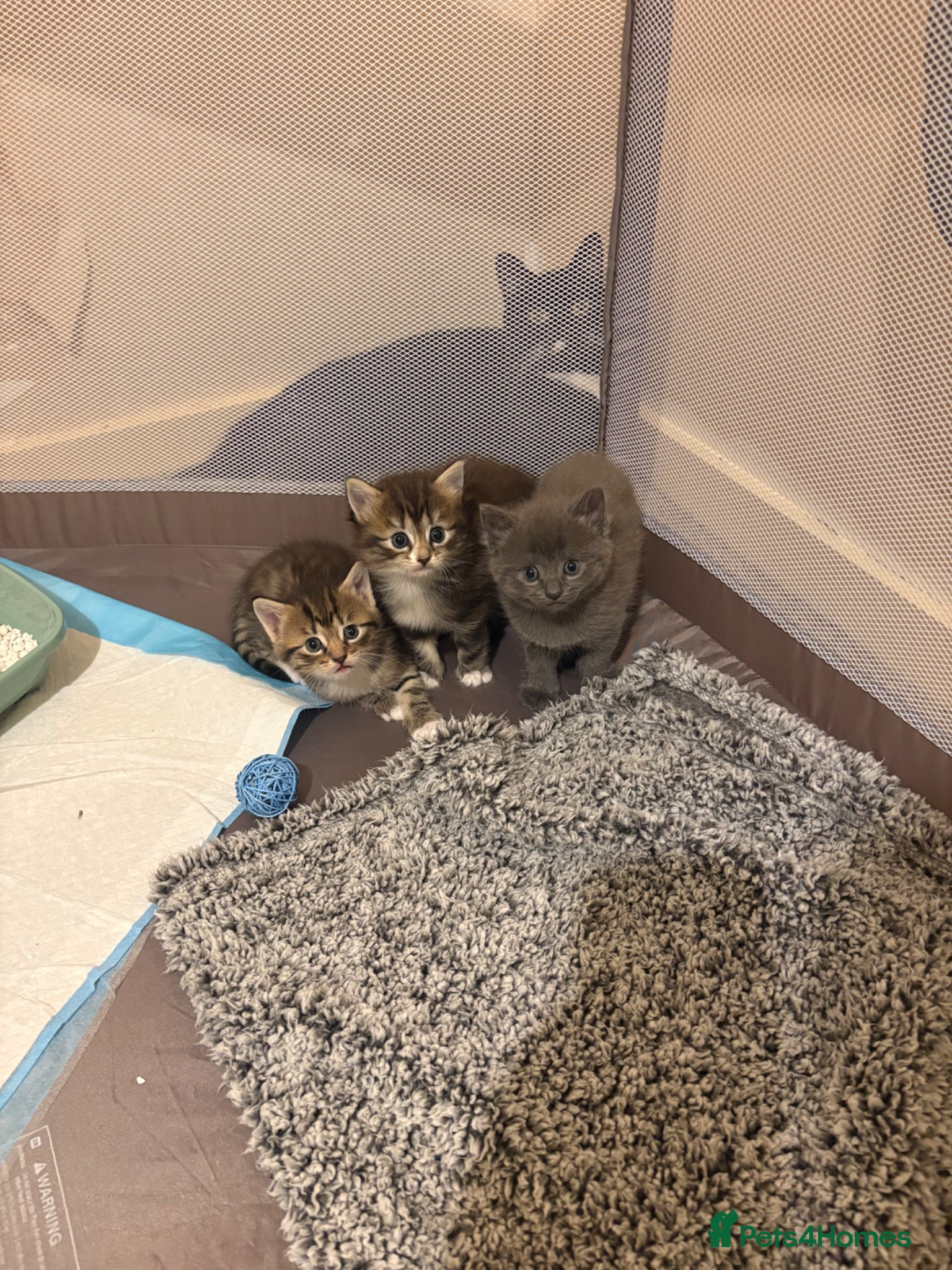 Mixed Breed cats Blue & Tabby Female Kittens – Ready 11 April - Advert 10
