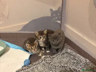 Mixed Breed cats Blue & Tabby Female Kittens – Ready 11 April - Advert 3