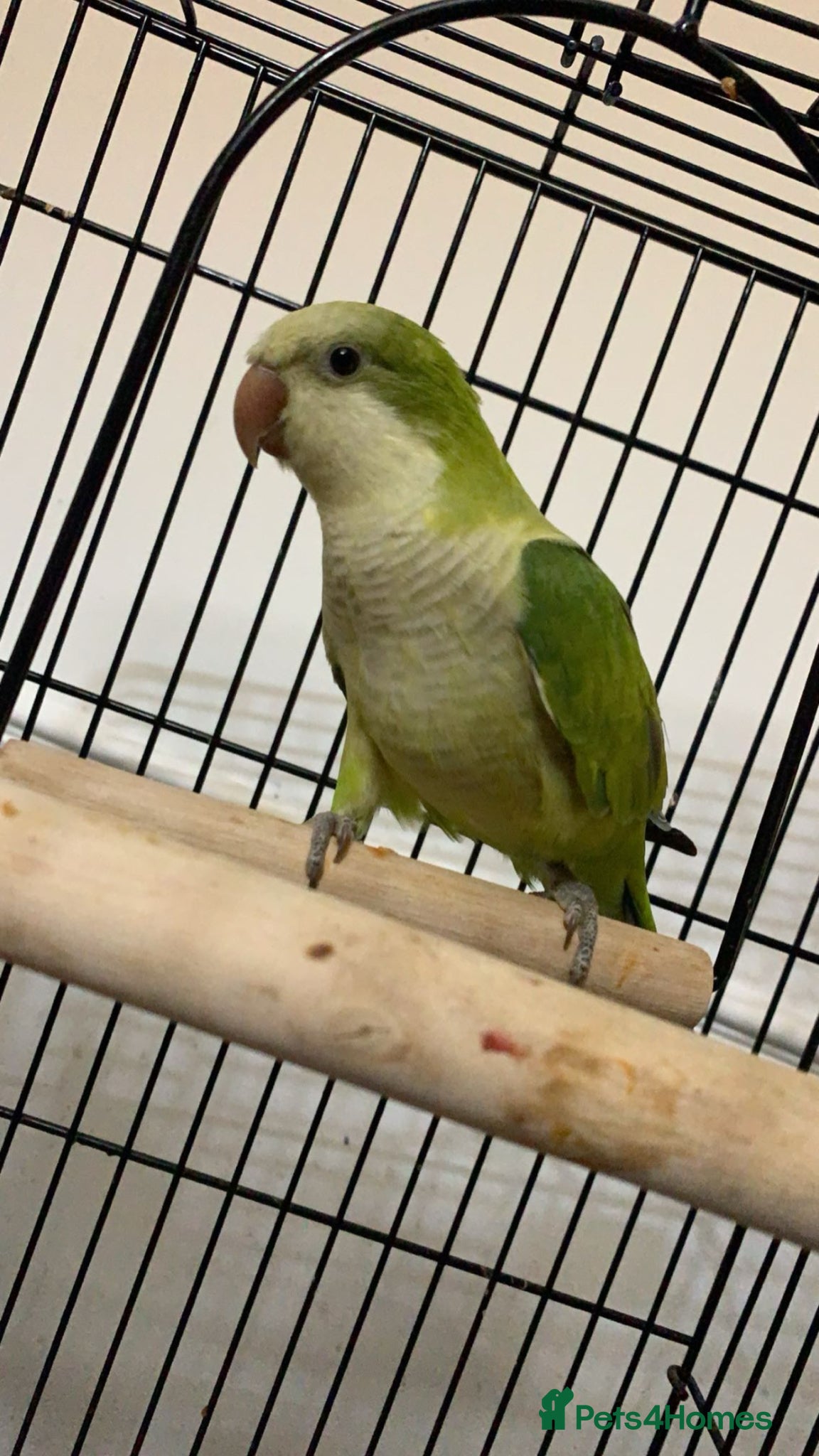 Parakeets birds Shiny the quacker parrot  - Advert 4
