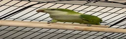 Parakeets birds for sale: Shiny the quacker parrot  in London - Advert 1