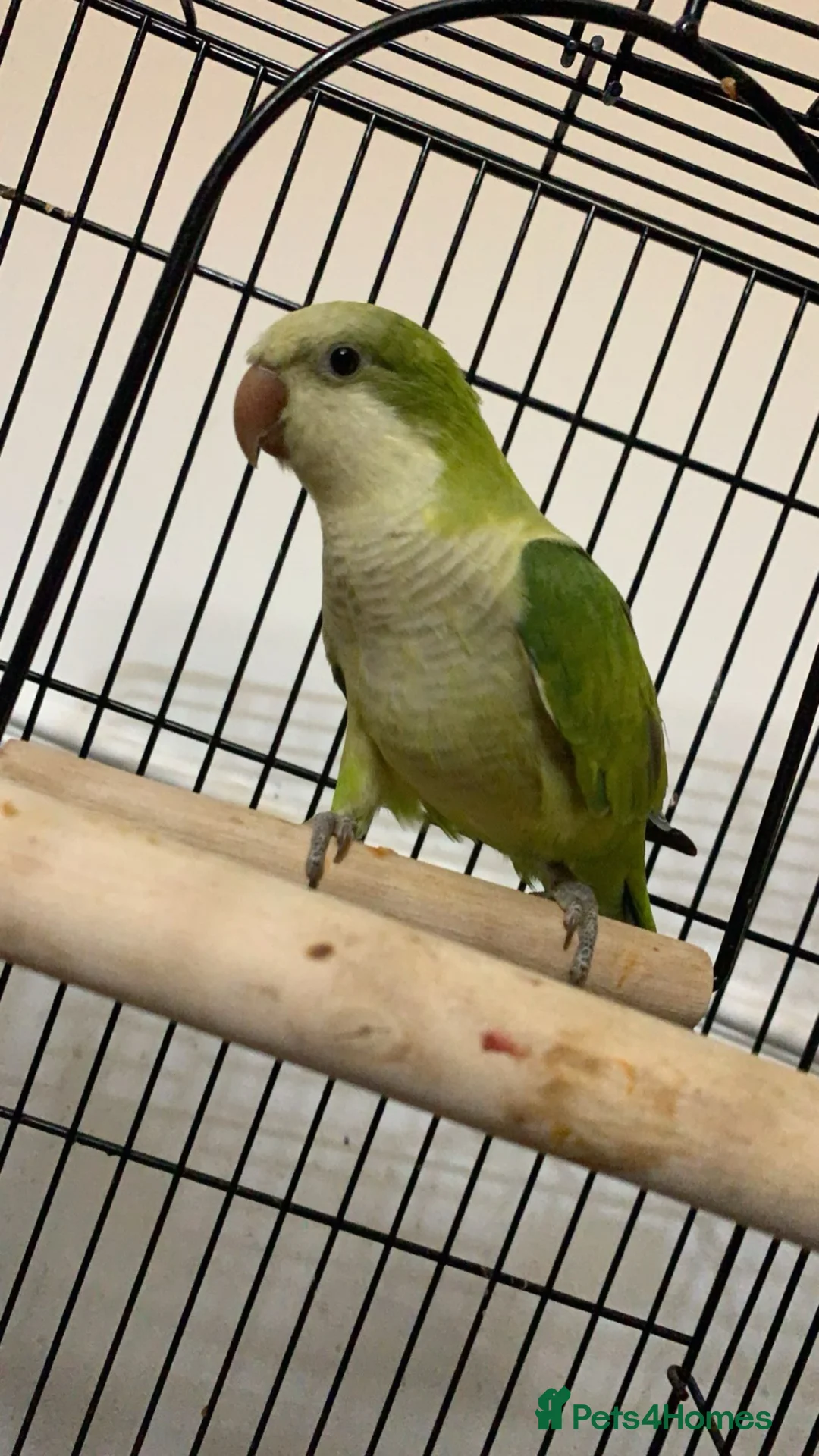 Parakeets birds for sale: Shiny the quacker parrot  in London - Advert 1