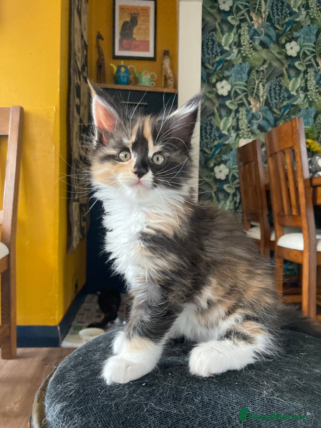 Maine Coon cats for sale: Pedigree Maine Coon Kittens (TICA) - Image 27
