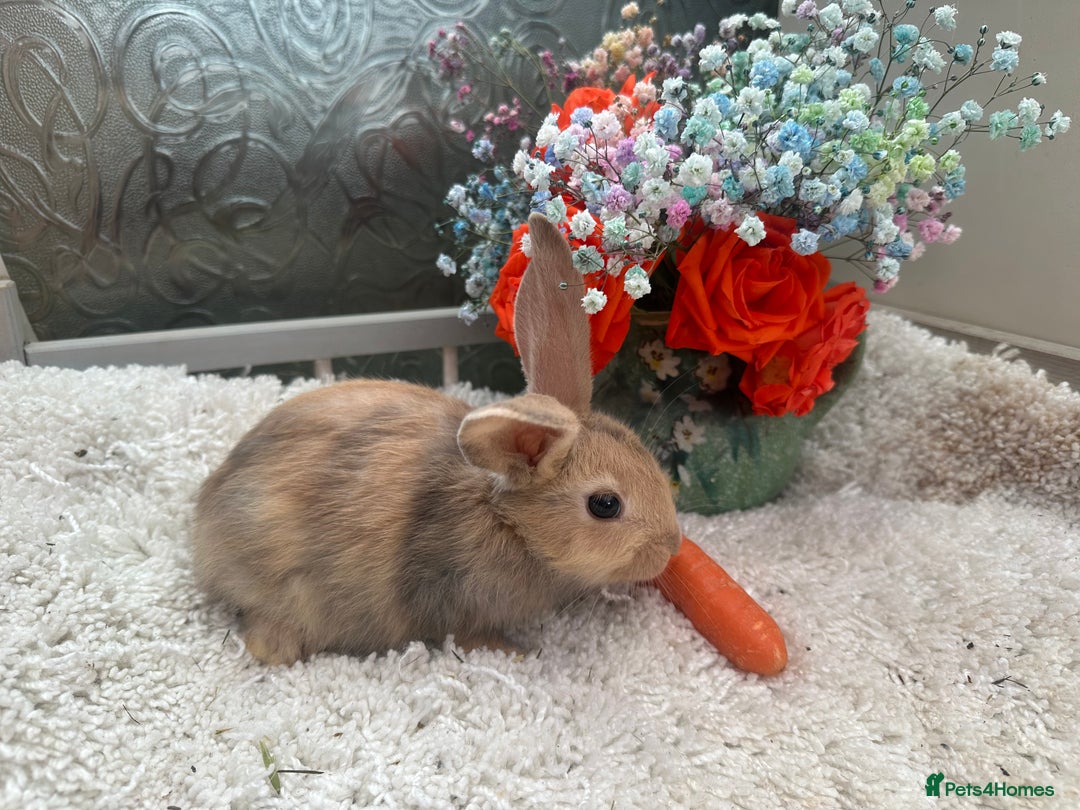 Continental Giant rabbits for sale: Continental Giant baby Rabbits harlequin yellow  - Image 12