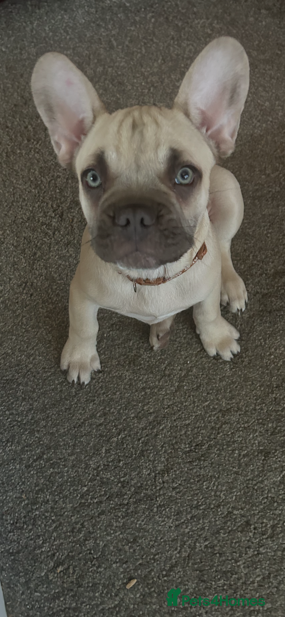 French Bulldog dogs 🐾 1 BEAUTIFUL BOYS LEFT🐾 - Advert 5