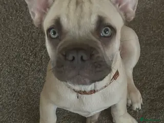 French Bulldog dogs 🐾 1 BEAUTIFUL BOYS LEFT🐾 - Advert 6