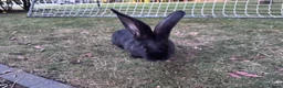 Continental Giant rabbits for sale: 8 Continental Giant Babies - Advert 21