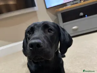 Labrador Retriever dogs Black Labrador Retriever Male - Advert 10