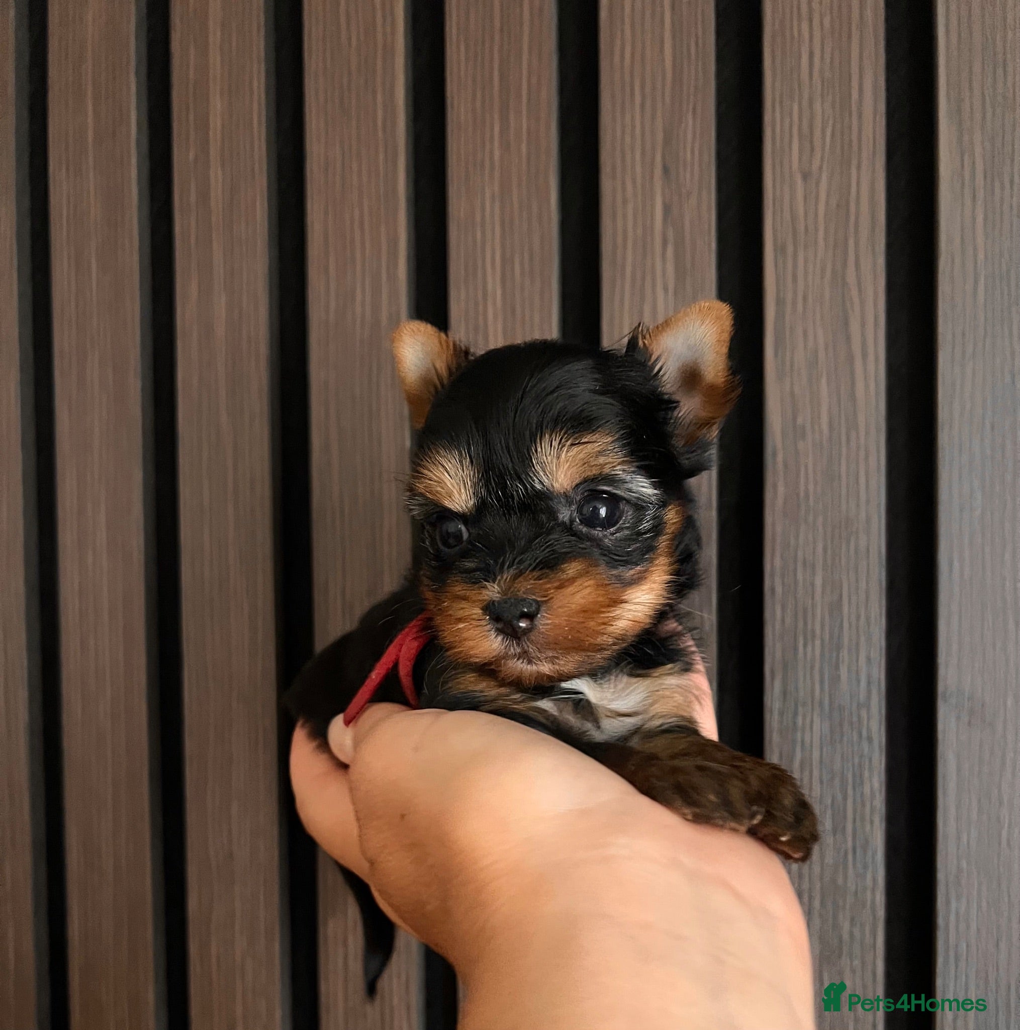 Yorkshire Terrier dogs ❣️ Beautiful Miniature Yorkshire Terrier Puppies❣️ - Advert 9