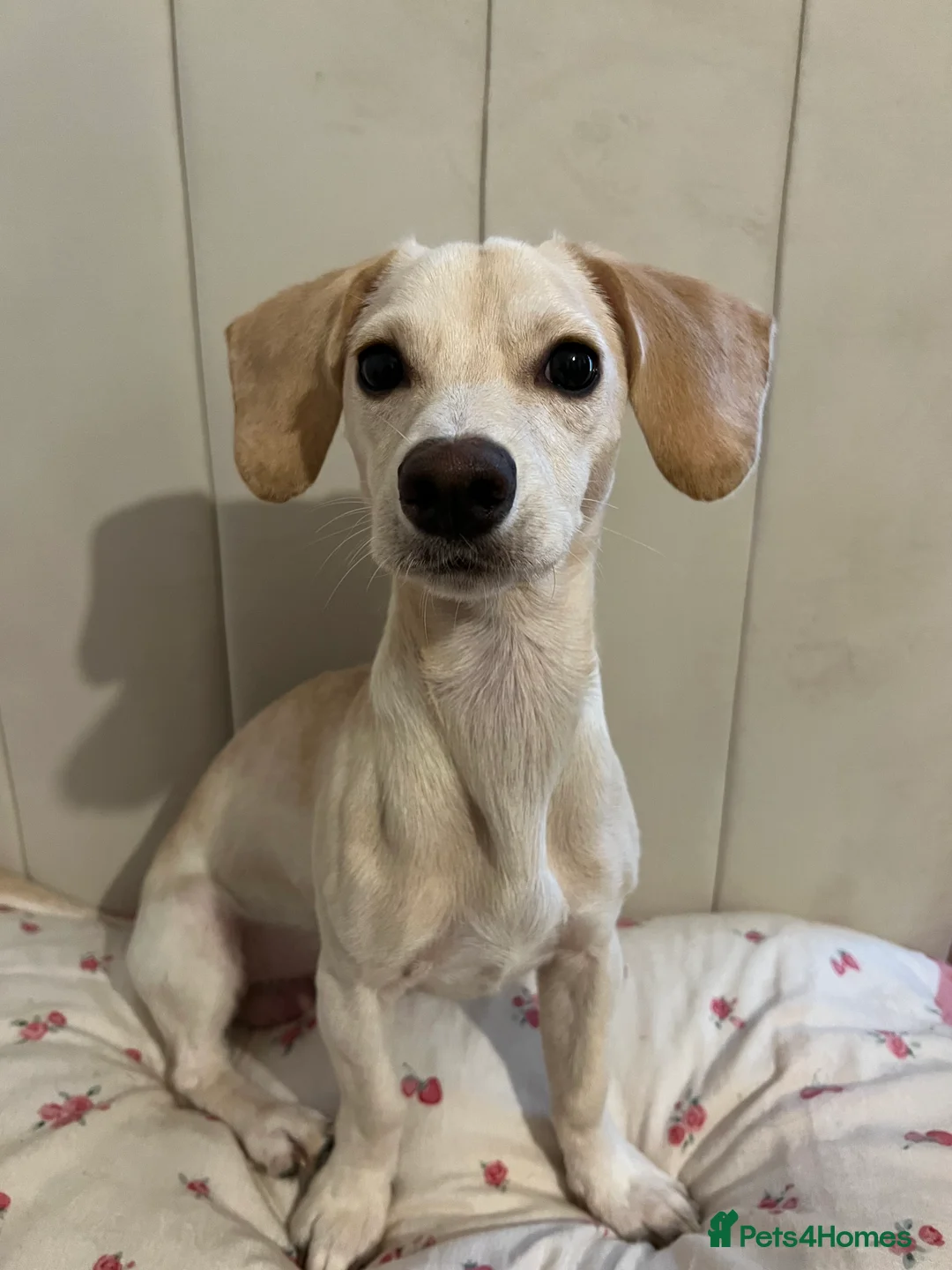 Jackshund dogs for sale: Jackweenie for sale  - Advert 2