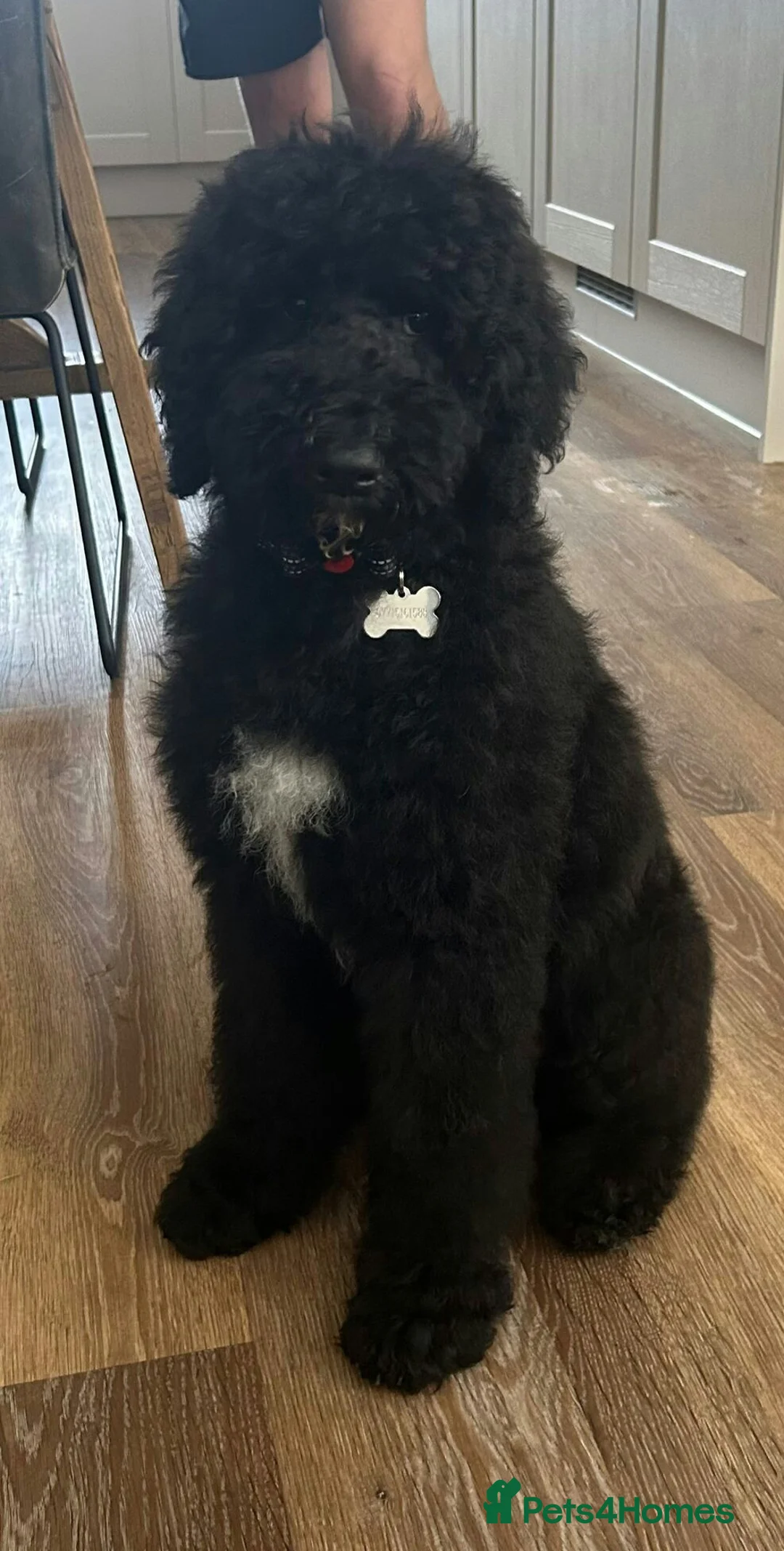 Labradoodle dogs for stud: PROVEN Healthy Labradoodle STUD - HYPOALLERGENIC   - Advert 22