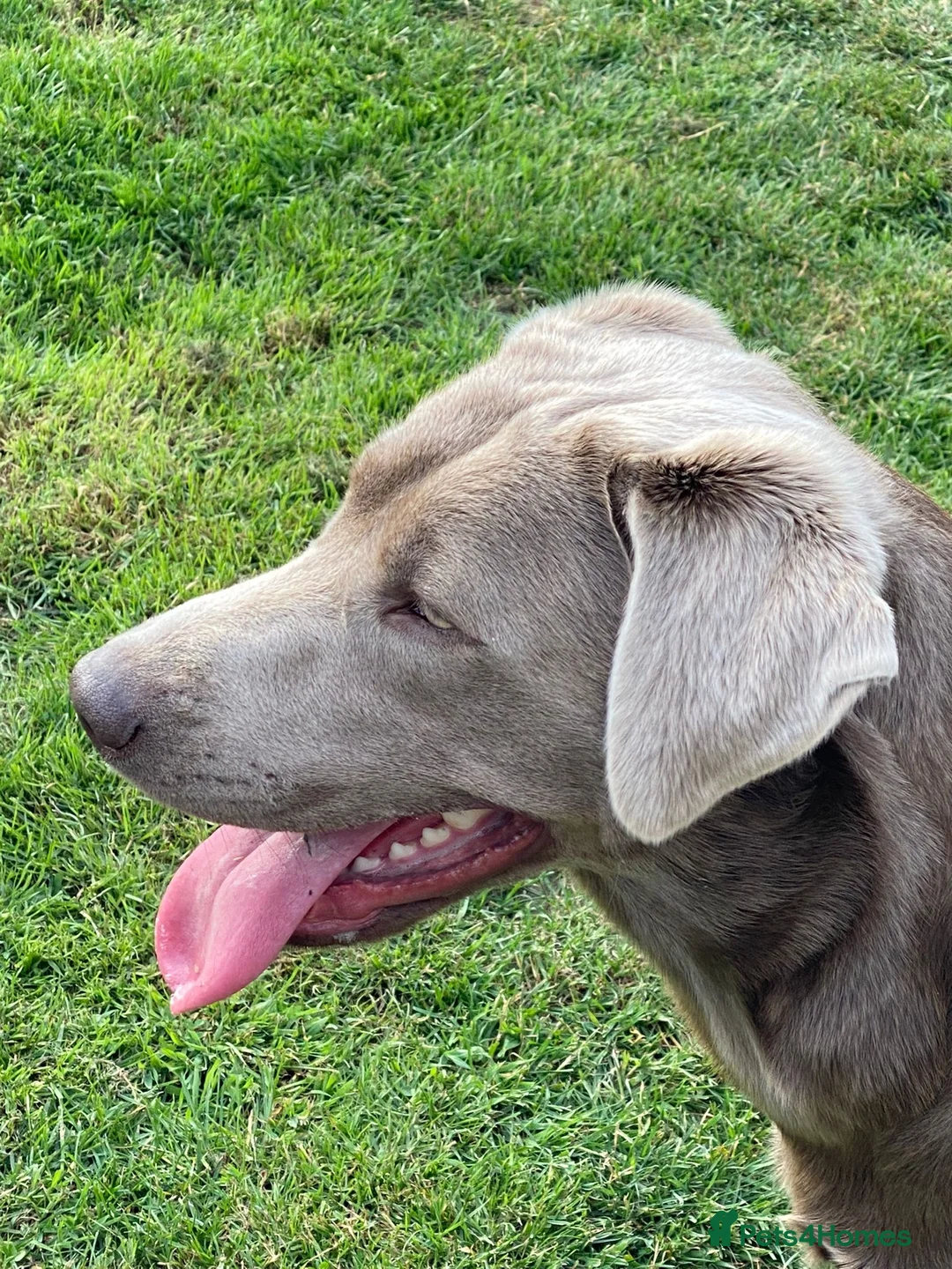 Labrador Retriever dogs for stud: Championship lines, KC silver lab stud 0.0% COI in Cambridge - Advert 20