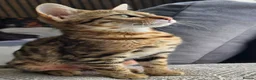 Bengal cats for sale: Ready NOW.. need go ASAP - Advert 29