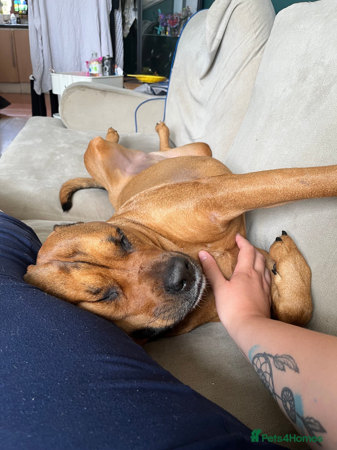 Mixed Breed dogs for sale: 4 year old Rottie X American Bulldog - Image 4