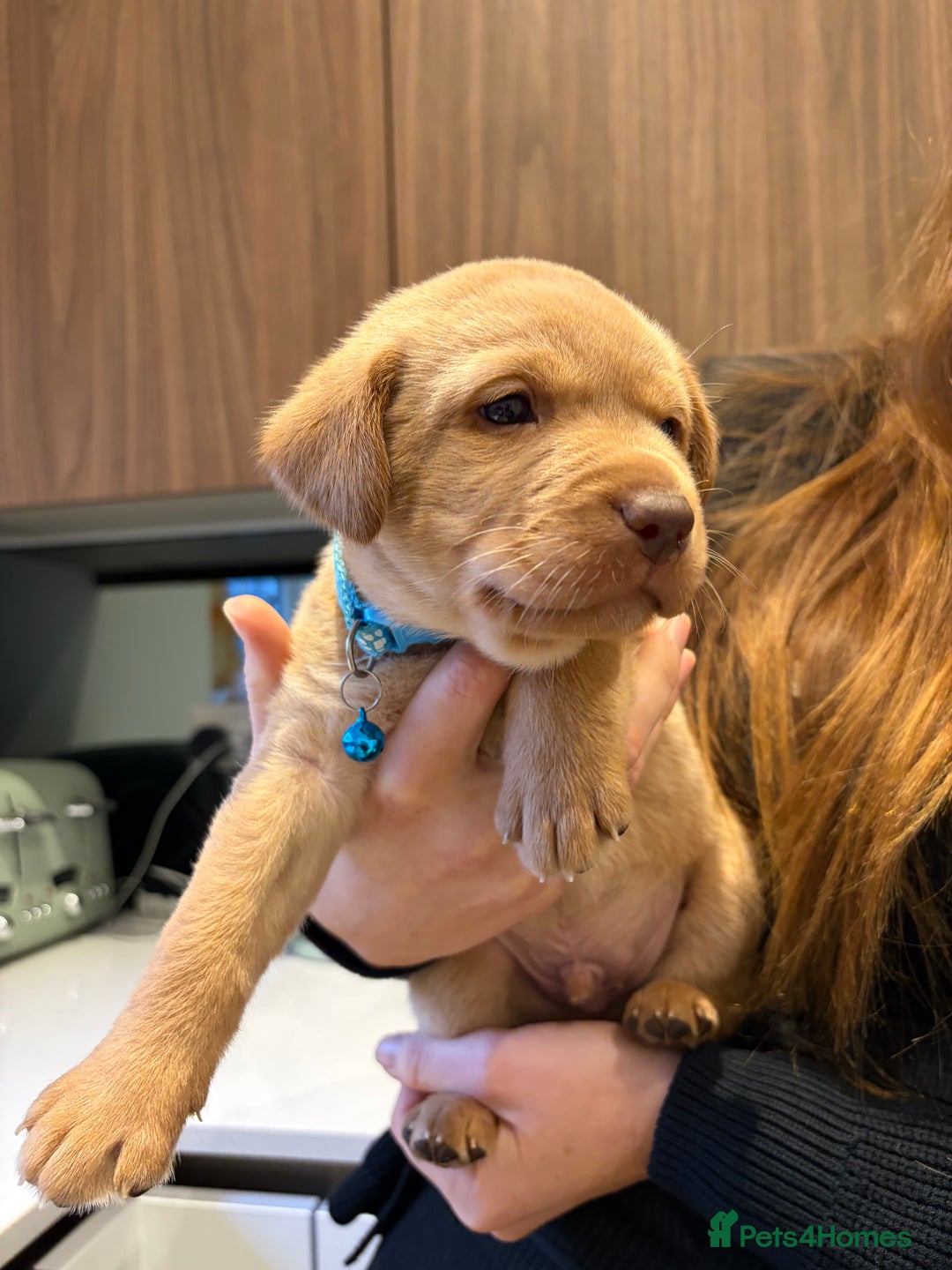 Labrador Retriever dogs for sale: Male Labrador Retrievers 🐶  - Advert 7