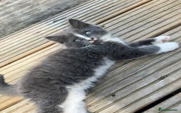Mixed Breed cats for sale: Lovely Kitten for sale only 50£  - Image 13